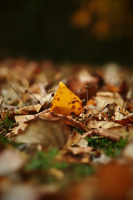 核心球員史 核心球員史