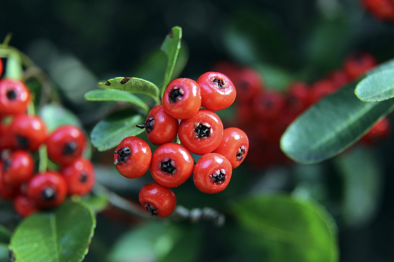 球进攻的自 球进攻的自