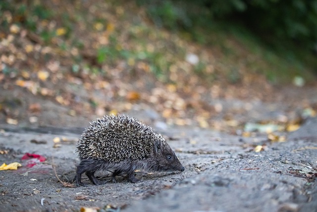 新赛季的格 新赛季的格